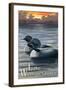 Lake Winnipesaukee, New Hampshire - Loons-Lantern Press-Framed Art Print