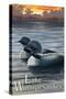 Lake Winnipesaukee, New Hampshire - Loons-Lantern Press-Stretched Canvas