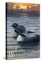 Lake Winnipesaukee, New Hampshire - Loons-Lantern Press-Stretched Canvas