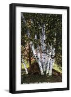 Lake Winnipesaukee, New Hampshire, View of Birch Trees near the Weirs-Lantern Press-Framed Art Print