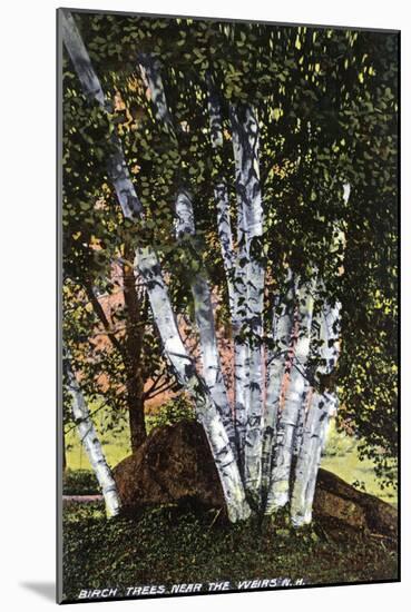 Lake Winnipesaukee, New Hampshire, View of Birch Trees near the Weirs-Lantern Press-Mounted Art Print