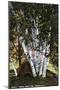 Lake Winnipesaukee, New Hampshire, View of Birch Trees near the Weirs-Lantern Press-Mounted Art Print