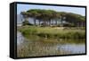 Lake with Water Plants and Bird-Guy Thouvenin-Framed Stretched Canvas