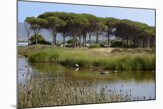 Lake with Water Plants and Bird-Guy Thouvenin-Mounted Photographic Print