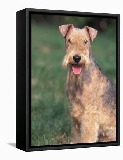 Lakeland Terrier Portrait-Adriano Bacchella-Framed Stretched Canvas