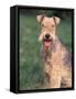 Lakeland Terrier Portrait-Adriano Bacchella-Framed Stretched Canvas