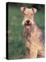 Lakeland Terrier Portrait-Adriano Bacchella-Stretched Canvas