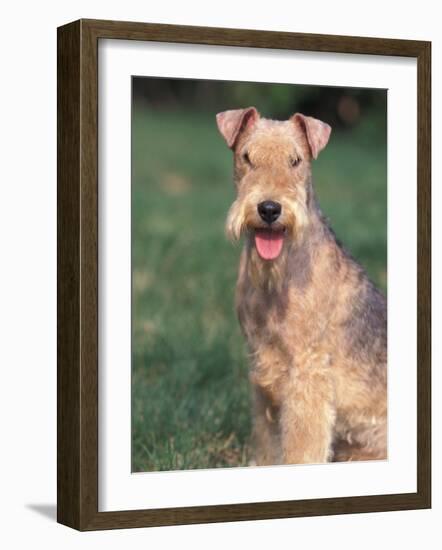 Lakeland Terrier Portrait-Adriano Bacchella-Framed Photographic Print