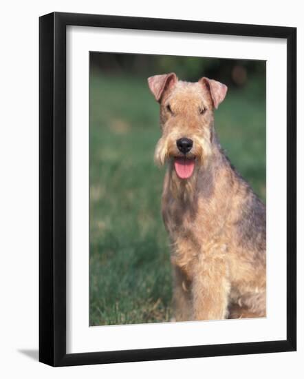 Lakeland Terrier Portrait-Adriano Bacchella-Framed Photographic Print