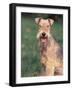 Lakeland Terrier Portrait-Adriano Bacchella-Framed Photographic Print