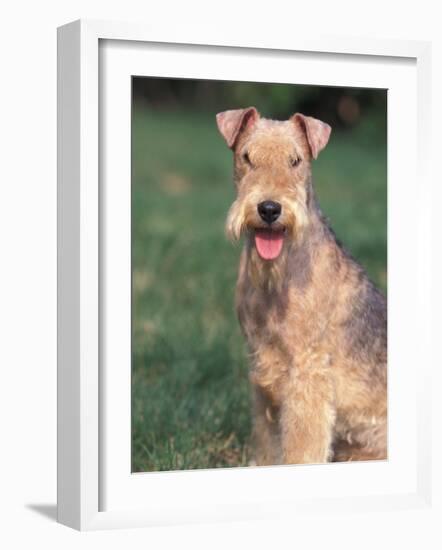 Lakeland Terrier Portrait-Adriano Bacchella-Framed Photographic Print