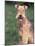 Lakeland Terrier Portrait-Adriano Bacchella-Mounted Photographic Print
