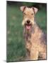 Lakeland Terrier Portrait-Adriano Bacchella-Mounted Photographic Print