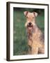 Lakeland Terrier Portrait-Adriano Bacchella-Framed Photographic Print