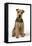 Lakeland Terrier Sitting Down-null-Framed Stretched Canvas