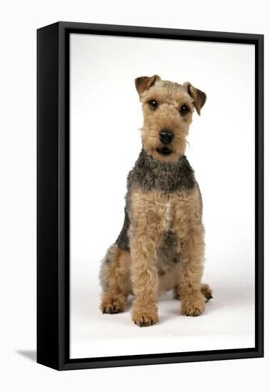 Lakeland Terrier Sitting Down-null-Framed Stretched Canvas