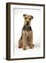 Lakeland Terrier Sitting Down-null-Framed Photographic Print