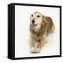 Lakeland Terrier X Border Collie, Bess, 14 Years, Panting-Mark Taylor-Framed Stretched Canvas