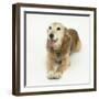 Lakeland Terrier X Border Collie, Bess, 14 Years, Panting-Mark Taylor-Framed Photographic Print