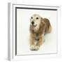 Lakeland Terrier X Border Collie, Bess, 14 Years, Panting-Mark Taylor-Framed Photographic Print