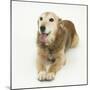 Lakeland Terrier X Border Collie, Bess, 14 Years, Panting-Mark Taylor-Mounted Photographic Print