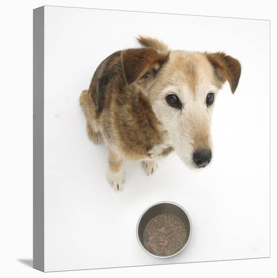 Lakeland Terrier X Border Collie Bitch Waiting to Be Allowed to Eat Her Food-Mark Taylor-Stretched Canvas