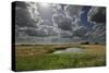 Lakenheath Fen Rspb Reserve, Suffolk, UK, May 2011-Terry Whittaker-Stretched Canvas