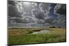 Lakenheath Fen Rspb Reserve, Suffolk, UK, May 2011-Terry Whittaker-Mounted Photographic Print