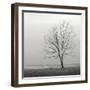 Lakeshore Tree-Nicholas Bell-Framed Photographic Print