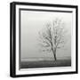 Lakeshore Tree-Nicholas Bell-Framed Photographic Print