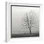 Lakeshore Tree-Nicholas Bell-Framed Photographic Print