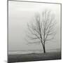 Lakeshore Tree-Nicholas Bell-Mounted Photographic Print