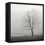 Lakeshore Tree-Nicholas Bell-Framed Stretched Canvas