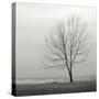 Lakeshore Tree-Nicholas Bell-Stretched Canvas