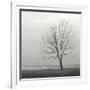 Lakeshore Tree-Nicholas Bell-Framed Photographic Print