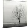 Lakeshore Tree-Nicholas Bell-Mounted Photographic Print