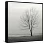 Lakeshore Tree-Nicholas Bell-Framed Stretched Canvas