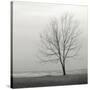 Lakeshore Tree-Nicholas Bell-Stretched Canvas