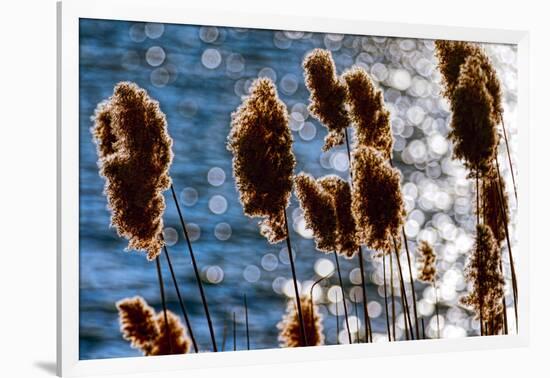 Lakeside Grass In Reflected Sunlight-George Oze-Framed Photographic Print