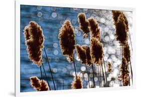 Lakeside Grass In Reflected Sunlight-George Oze-Framed Photographic Print