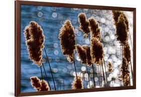 Lakeside Grass In Reflected Sunlight-George Oze-Framed Photographic Print