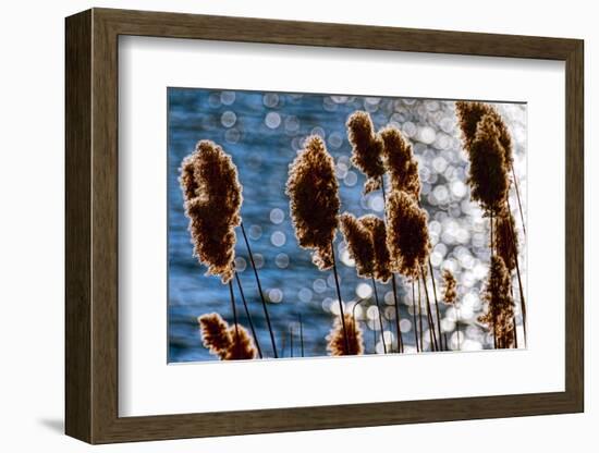 Lakeside Grass In Reflected Sunlight-George Oze-Framed Photographic Print