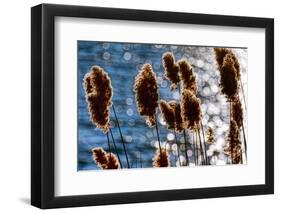Lakeside Grass In Reflected Sunlight-George Oze-Framed Photographic Print