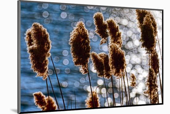 Lakeside Grass In Reflected Sunlight-George Oze-Mounted Photographic Print