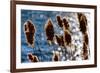 Lakeside Grass In Reflected Sunlight-George Oze-Framed Photographic Print