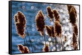 Lakeside Grass In Reflected Sunlight-George Oze-Framed Stretched Canvas