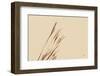 Lakeside Grasses IV-Nathan Larson-Framed Photographic Print