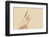 Lakeside Grasses IV-Nathan Larson-Framed Photographic Print