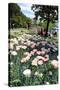 Lakeside Promenade of Locarno, Lake Maggiore, Canton of Ticino, Switzerland-null-Stretched Canvas