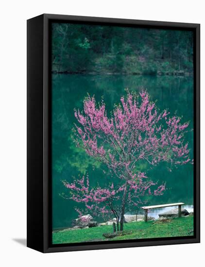 Lakeside Redbud Tree Blooms in Spring-Gayle Harper-Framed Stretched Canvas